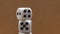 White Playing Dice, close-up, rotating.