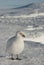 White plover on the snow in the winter Antarctic.