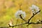 White plum blossom