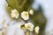 White plum blossom blooming