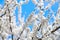 White plum blossom on blue sky background, beautiful white flowers of prunus tree in city garden