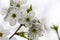 White plum blossom in the spring back lit on white background