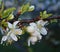 White plum Blossoms covered rain drops.