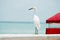 White plumage heron standing facing the ocean