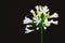 White plumbago isolated against a black background. Blossoms and flowers with empty copy space