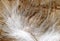 White plume closeup