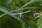 White plume moth in field on grass