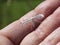 White plume moth on a hand