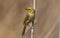 White Plumed Honeyeater standing on a reed
