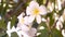 White Plumeria
