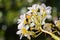 White plumeria bloom