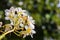 White plumeria bloom