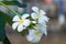 White Plumeria blooming in nature