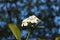 White Plumeria blooming in nature
