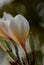 White plumeria buds flowers