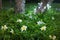 White plumeria fallen on green grass against foot of the tree with lighten LED at night