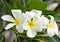 White Plumeria flower