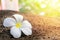 White plumeria flower on the ancient stone in public park with blurred background