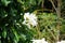 White plumeria flower bunga pagoda with natural background.