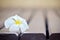 White plumeria flower on lath floor