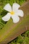 White plumeria flower with leave