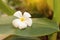 White Plumeria flower Put on banana leaves