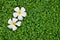 White Plumeria flower on Three-flower beggarweed green leaves texture background.