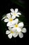 White plumeria flower. Tropical flower. Sweet fragrance.