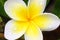 White plumeria flower with water drops