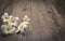 White plumeria flower on wood background