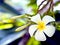 white plumeria flowers.