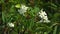 White Plumeria Flowers Blowing in the Wind