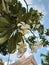 White Plumeria flowers held on branches