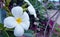 White plumeria flowers on a tree