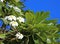White plumeria flowers on tree