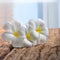 White plumeria flowers on wood