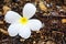 White plumeria or frangipani flower on floor