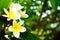 White Plumeria or frangipani. Sweet scent from white Plumeria flowers in the garden. Closeup frangipani.