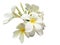 White plumeria or frangipani or temple tree or graveyard flowers