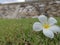 White plumeria with grass