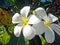 White Plumeria, Kauai, Hawaii