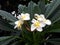 White Plumeria or Lei Flowers