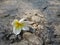 White Plumeria lying on grey temple ground