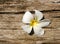 white plumeria on old wood, cracks texture