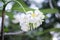 White Plumeria on tree