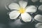 White plumeria on water spa aromatherapy beautiful natural