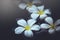 White plumeria on water spa aromatherapy beautiful natural