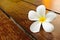 A white plumeria on wood floor