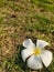 White plumerias flowers on green grass.