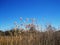 WHITE PLUMES OF BULRUSHES IN WETLAND